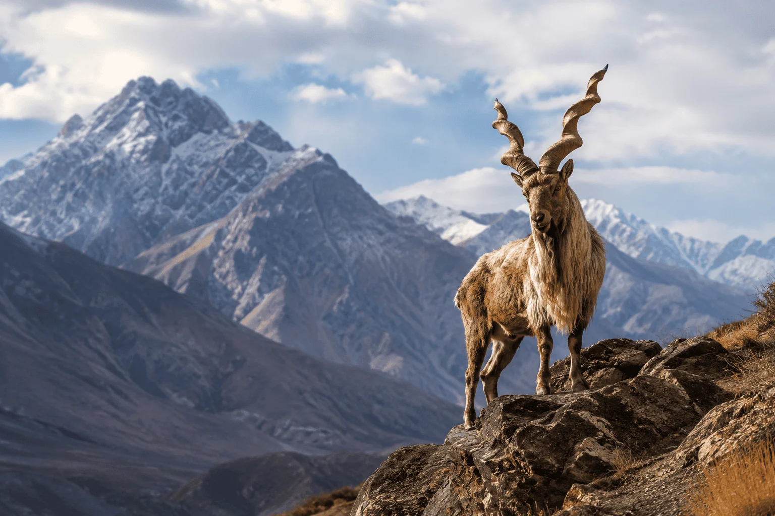 Wildlife Experiences